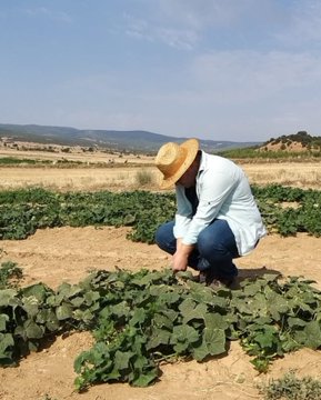 Dazkırı İlçe Tarım ve Orman Müdürlüğü, Sebzelerde Hastalık ve Zararlı Kontrolleri Gerçekleştirdi