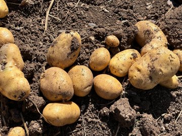 Afyonkarahisar'da Patates Tohumluğu Tarla Günü Düzenlendi