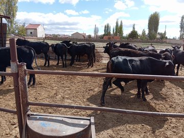 Afyonkarahisar'da Besilik Sığır İthalatı Denetimi Yapıldı